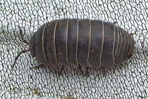 Woodlouse