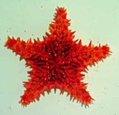 Sea star