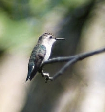 Picaflor Abeja (Mellisuga helenae)