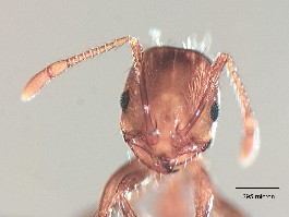 Fire Ant (Solenopsis Invicta)