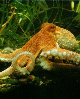 Octopus