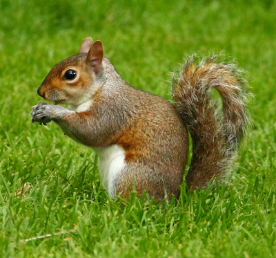 Sciurus carolinensis