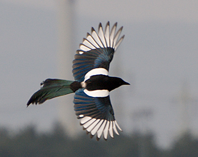 Magpie (Pica pica) in flight